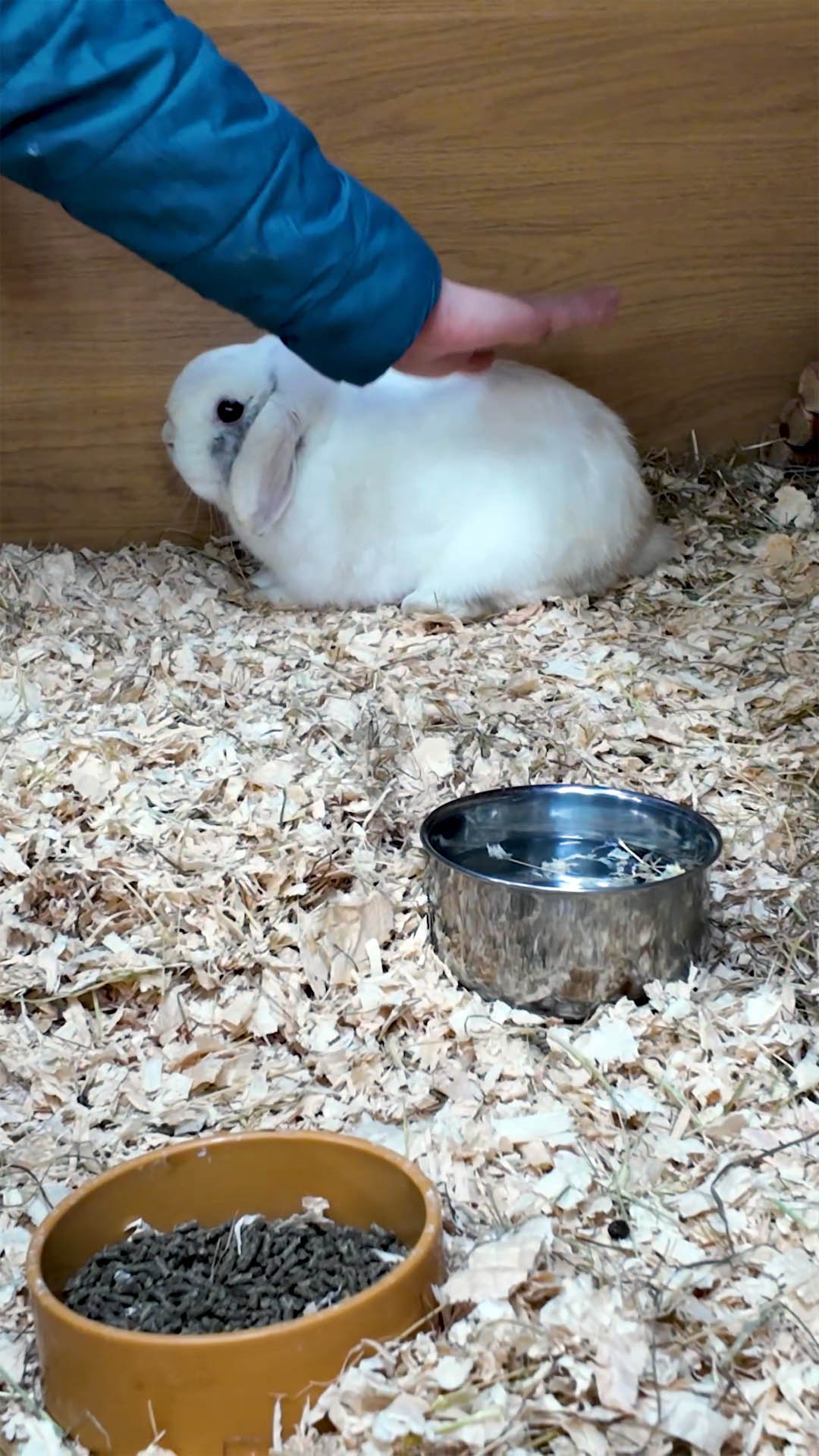 Petting Zoo in Stockton at Smiths Pets