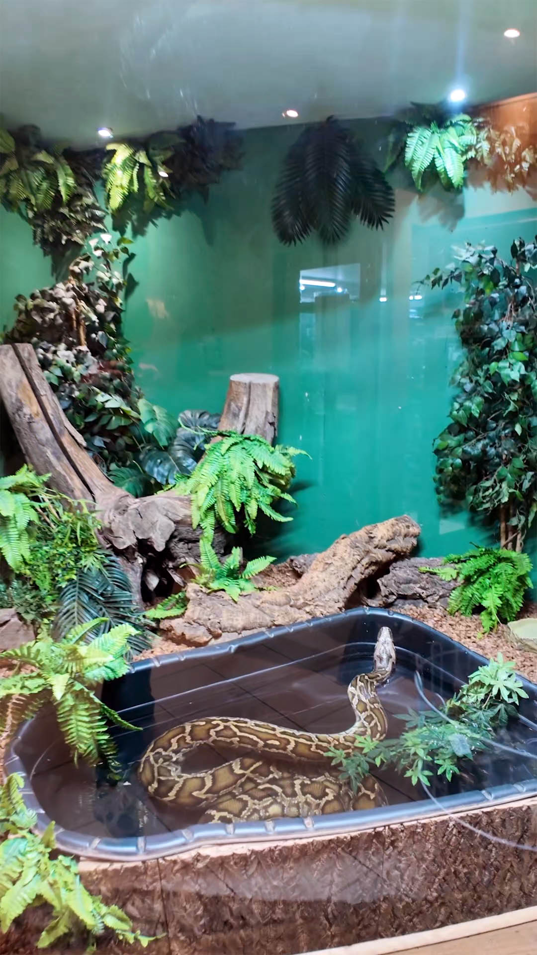 Smiths Pets – Pet Shop Teesside – Stockton Zoo – Tees Explorer by Tees Vision Media_0002_Layer 4 Resedent snake at Smiths Pets