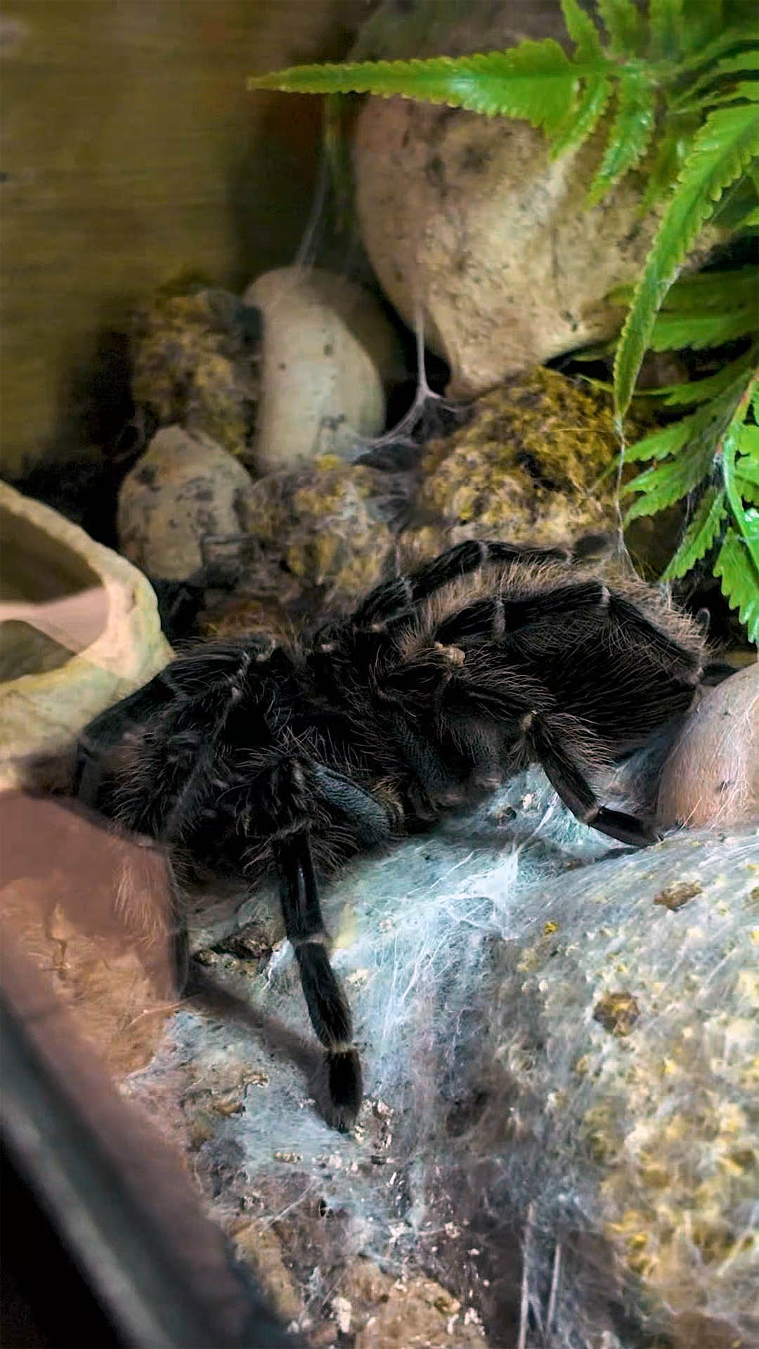 Smiths Pets – Pet Shop Teesside – Stockton Zoo – Tees Explorer by Tees Vision Media_0004_Layer 2 Spider in Smiths Pets