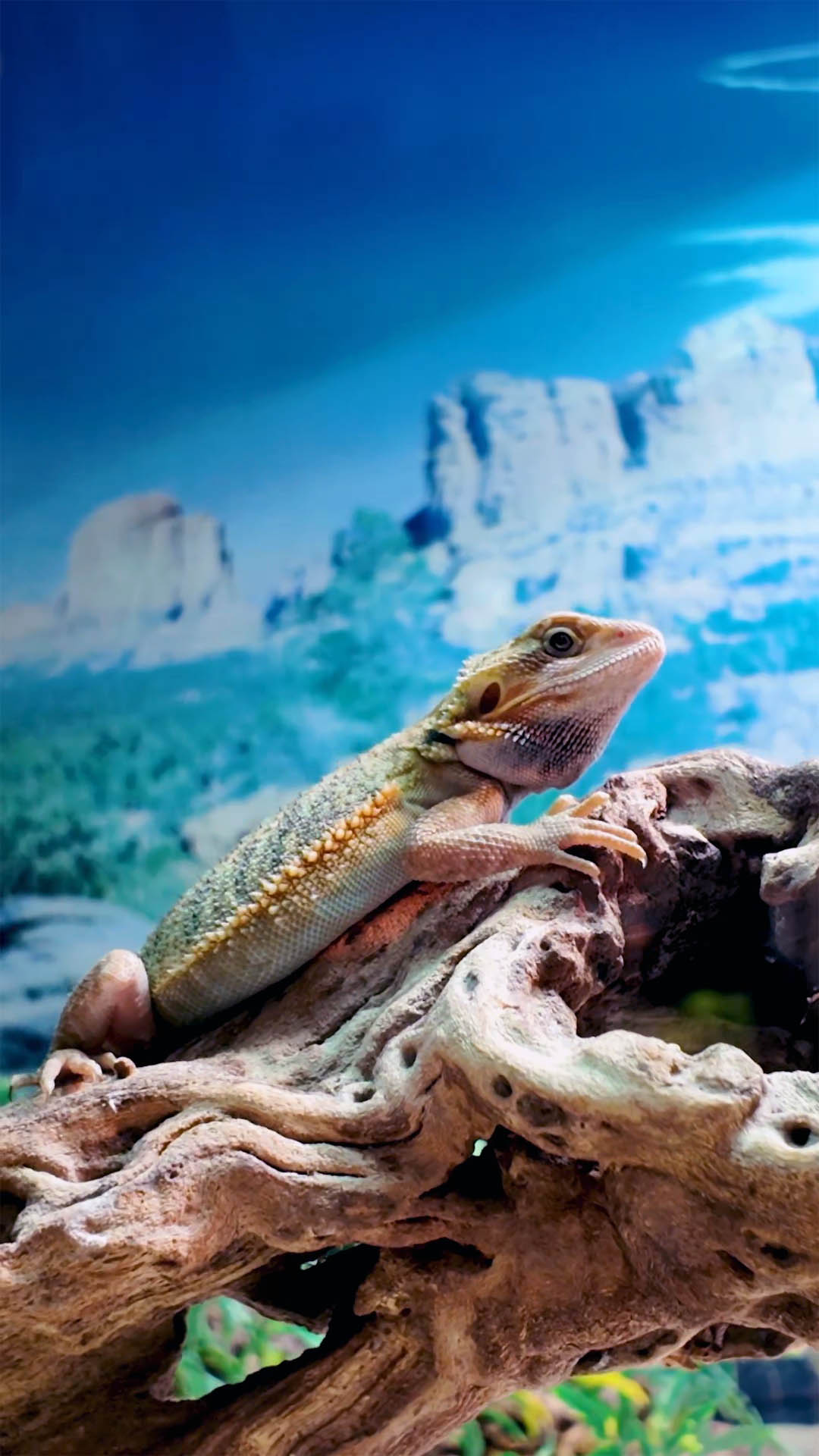 Smiths Pets – Pet Shop Teesside – Stockton Zoo – Tees Explorer by Tees Vision Media_0005_Layer 1 Lizards and reptiles in Stockton pet shop