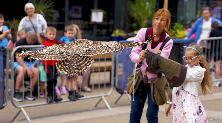 A crisp action shot of an owl flying directly towards a young girl during an interactive animal experience at a themed public event in Middlesbrough.
